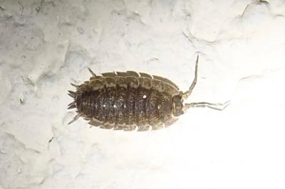 <i>Porcellio scaber</i>