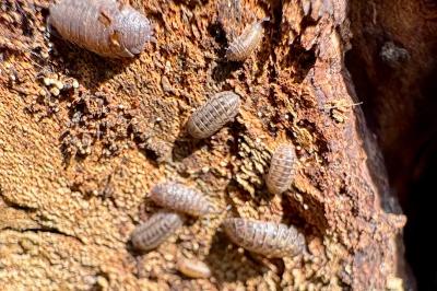 <i>Porcellio scaber</i>