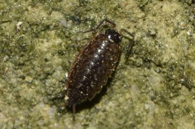 <i>Philoscia muscorum</i>