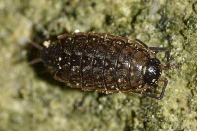 <i>Philoscia muscorum</i>