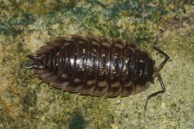 <i>Oniscus asellus</i>