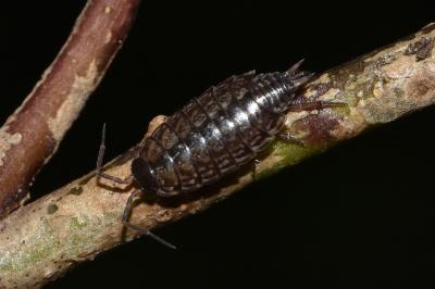 <i>Philoscia muscorum</i>