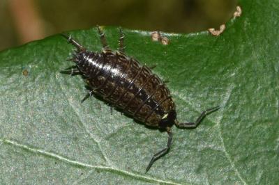 <i>Philoscia muscorum</i>