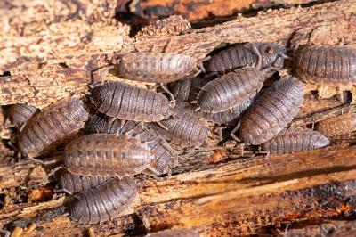 <i>Porcellio scaber</i>