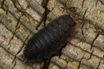<i>Porcellio scaber</i>