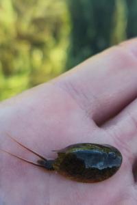 <i>Lepidurus apus</i>