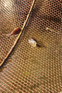 <i>Lepidurus apus</i>