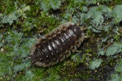 <i>Oniscus asellus</i>