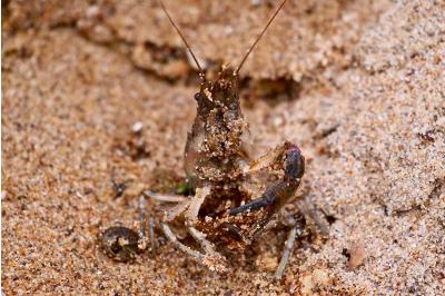 <i>Faxonius limosus</i>