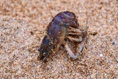 <i>Faxonius limosus</i>