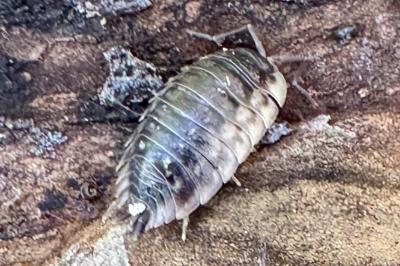 <i>Oniscus asellus</i>