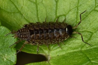 <i>Philoscia muscorum</i>