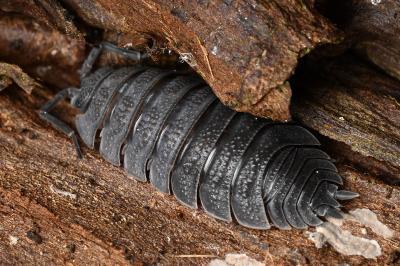 <i>Porcellio scaber</i>