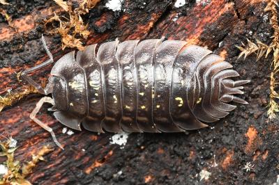 <i>Armadillidium vulgare</i>