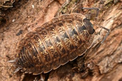 <i>Porcellio monticola</i>