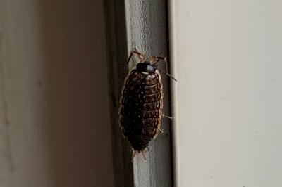<i>Philoscia muscorum</i>