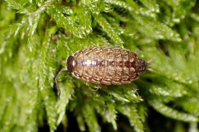 <i>Philoscia muscorum</i>