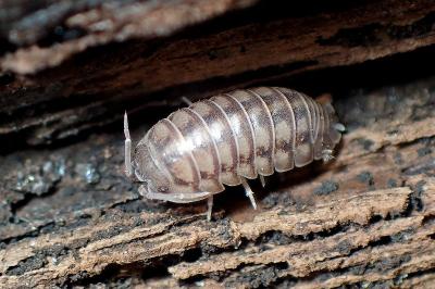 <i>Armadillidium</i>