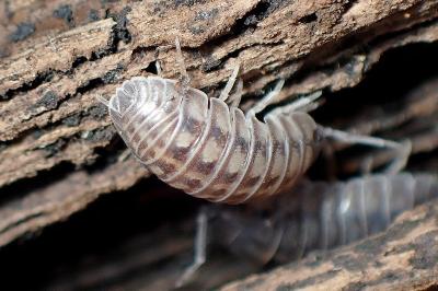 <i>Armadillidium</i>
