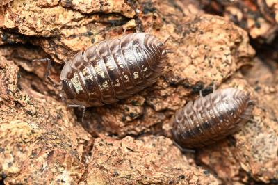 <i>Oniscus asellus</i>