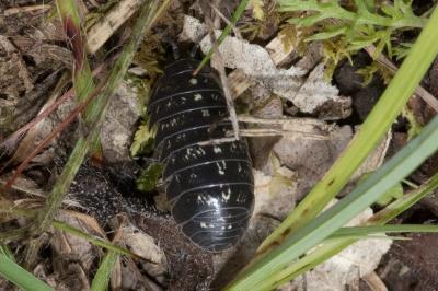 <i>Armadillidium</i>