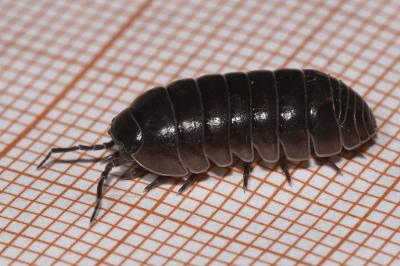 <i>Armadillidium vulgare</i>