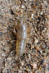 <i>Faxonius limosus</i>