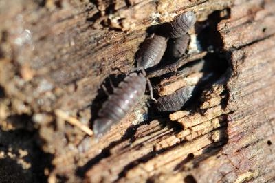 <i>Porcellio scaber</i>