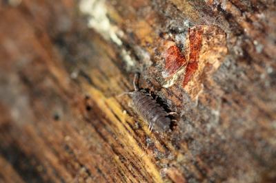<i>Porcellio scaber</i>