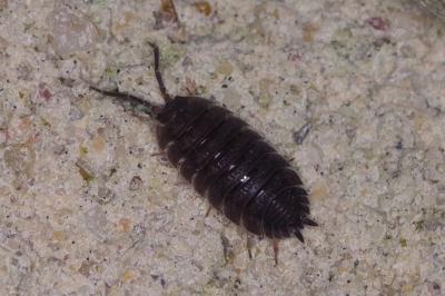 <i>Porcellio</i>