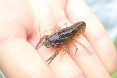 <i>Procambarus clarkii</i>