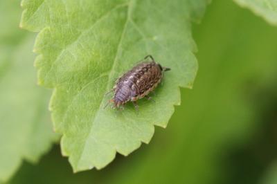 <i>Philoscia muscorum</i>