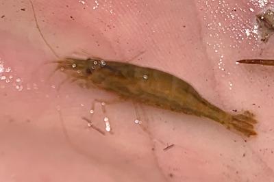 <i>Atyaephyra desmarestii</i>