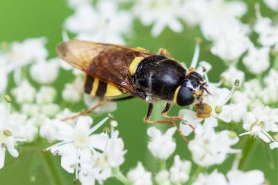 <i>Stratiomys potamida</i>