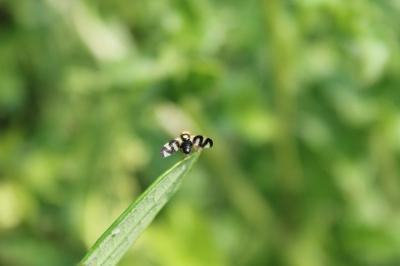 <i>Urophora cardui</i>