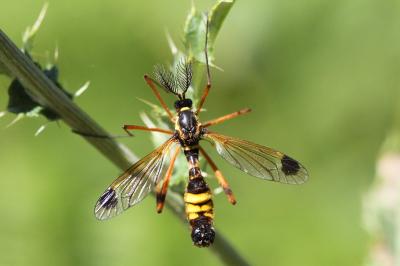 <i>Ctenophora festiva</i>