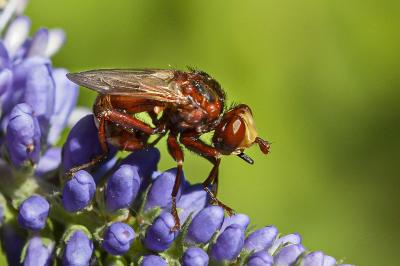 <i>Sicus ferrugineus</i>