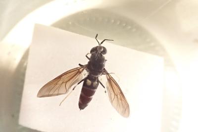 <i>Hermetia illucens</i>