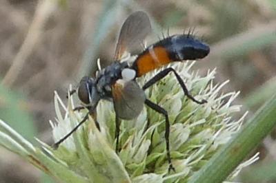 <i>Cylindromyia</i>