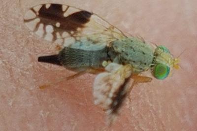 <i>Tephritis divisa</i>