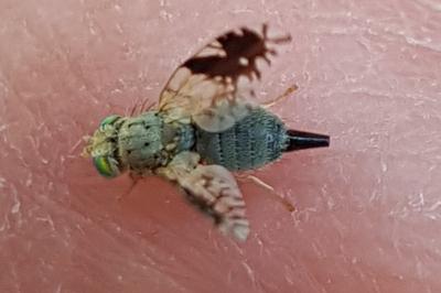 <i>Tephritis divisa</i>