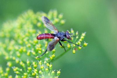 <i>Cylindromyia bicolor</i>