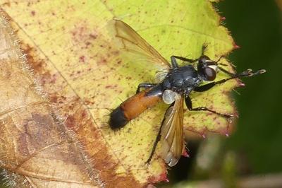 <i>Cylindromyia bicolor</i>