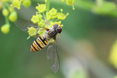 <i>Episyrphus balteatus</i>