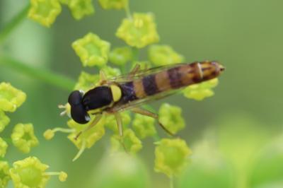<i>Sphaerophoria scripta</i>