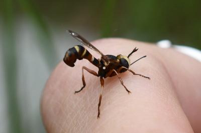 <i>Physocephala vittata</i>