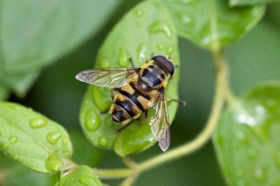 <i>Myathropa florea</i>