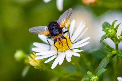<i>Tachina grossa</i>