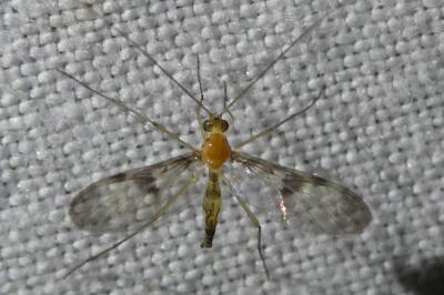 <i>Macrocera</i>