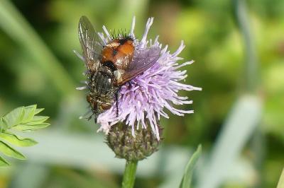 <i>Tachina fera</i>